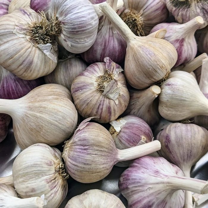 Yukon Garlic