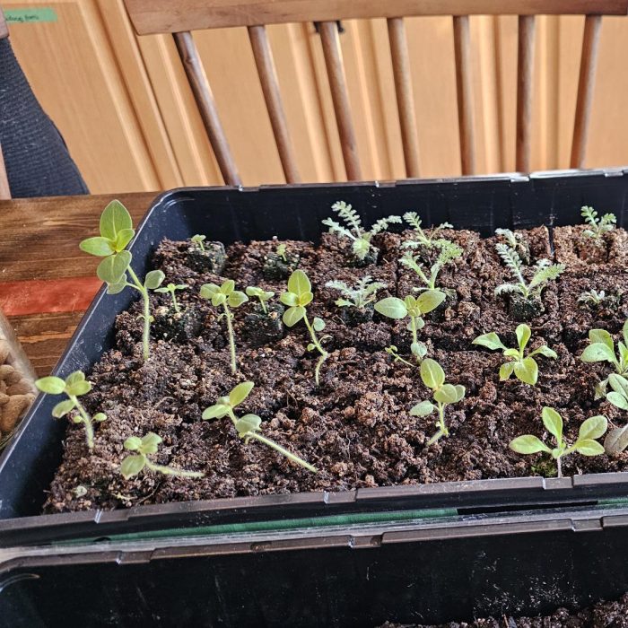 Parhelion Gardens