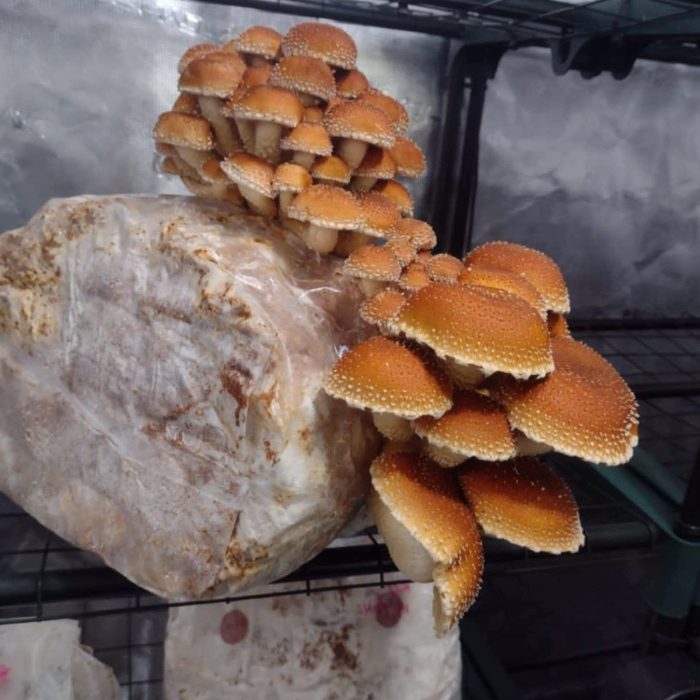 Yukon Mushrooms